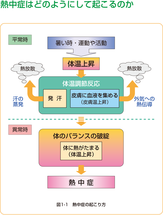 熱中症はどのようにして起こるのか