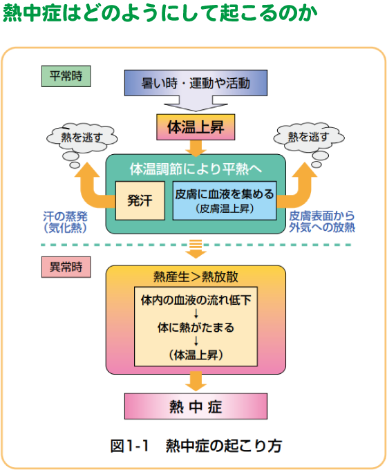 熱中症はどのようにして起こるのか