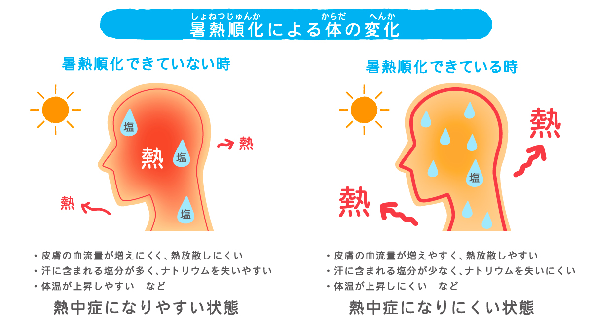 暑熱順化による体の変化