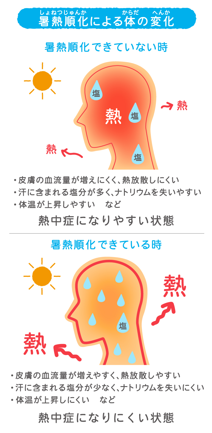 暑熱順化による体の変化